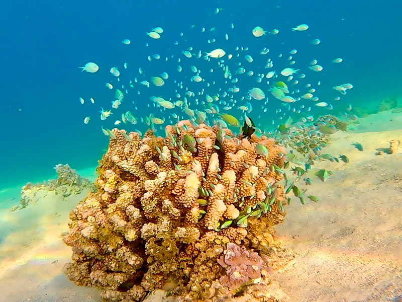 Raiatea Kayak Excursion – Lagoon Tour